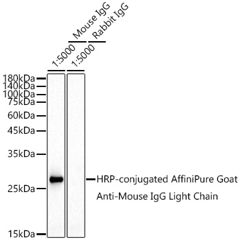 AS062_1.jpg