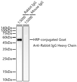 AS063_1.jpg