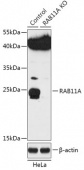 [KO Validated] RAB11A Rabbit pAb (A18048)