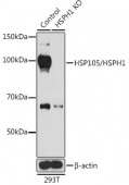 [KO Validated] HSP105/HSPH1 Rabbit pAb (A19914)