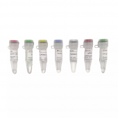 Набор для обратной транскрипции SweScript RT II First Strand CDNA Synthesis Kit (With GDNA Remover)