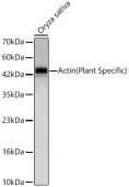 Actin(Plant Specific) Rabbit mAb (A23959)