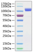 Активный рекомбинантный белок ErbB-2/HER2/CD340 человека (Active Recombinant Human ErbB-2/HER2/CD340 Protein)