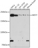 WSTF Rabbit mAb (A9519)