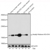 Acetyl-Histone H3-K14 Rabbit pAb (A7254)