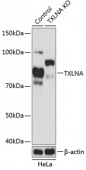 [KO Validated] TXLNA Rabbit pAb (A19889)