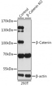 [KO Validated] β-Catenin Rabbit pAb (A11343)