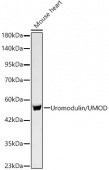 Uromodulin/UMOD Rabbit mAb (A24641)