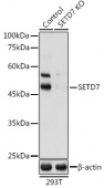 [KO Validated] SETD7 Rabbit pAb (A9985)