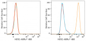 ABflo® 488 Rabbit anti-Human HER2/ErbB2 mAb (A23182)
