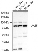AATF Rabbit pAb (A5896)