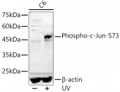 Phospho-c-Jun-S73 Rabbit pAb (AP0047)