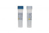 NheI (RK21111)