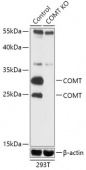[KO Validated] COMT Rabbit pAb (A18085)