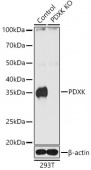 [KO Validated] PDXK Rabbit pAb (A21693)