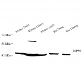 Anti -Abi-1 Rabbit pAb