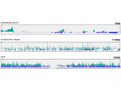 [KO Validated] YAP1 Rabbit mAb (A22650)