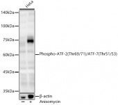 Phospho-ATF-2 (Thr69/71)/ATF-7 (Thr51/53) Rabbit pAb (AP1429)