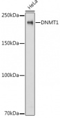 [KD Validated] DNMT1 Rabbit pAb (A16729)