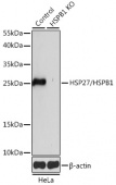 [KO Validated] HSP27/HSPB1 Rabbit pAb (A16332)