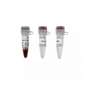 Developable Western Protein Marker I Gel Electrophoresis Reagent WB Protein Ladder