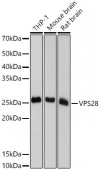 VPS28 Rabbit mAb (A19240)