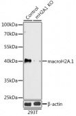 [KO Validated] macroH2A.1 Rabbit pAb (A18091)
