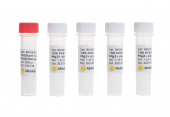 HotStart Taq DNA Polymerase (Mg2+ Plus Buffer) (RK20601)