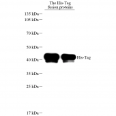 Recombinant Anti- HIS Tag Mouse mAb