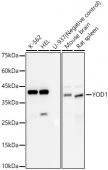 YOD1 Rabbit mAb (A23071)