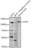ZHX2 Rabbit mAb (A20880)