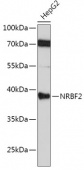 [KO Validated] NRBF2 Rabbit pAb (A6462)