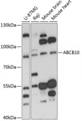 ABCB10 Rabbit pAb (A13787)