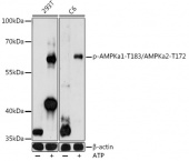 Phospho-AMPKa1-T183/AMPKa2-T172 Rabbit pAb (AP0883)