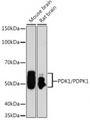 [KO Validated] PDK1/PDPK1 Rabbit pAb (A1665)