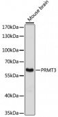 [KO Validated] PRMT3 Rabbit pAb (A13068)