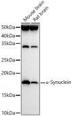 α-Synuclein Rabbit pAb (A13354)