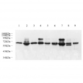 Anti -AKT1 Rabbit PAb For Western Blot Primary Antibody