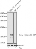 Acetyl-Histone H3-K27 Rabbit pAb (A20184)