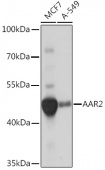 AAR2 Rabbit pAb (A18443)