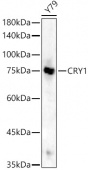 [KO Validated] CRY1 Rabbit pAb (A13666)