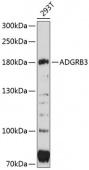 ADGRB3 Rabbit pAb (A11956)