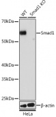 [KO Validated] Smad1 Rabbit mAb (A23492)