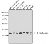 14-3-3 alpha/beta Rabbit pAb (A1023)