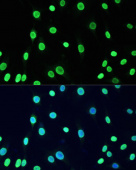 Acetyl-DNMT1-K1127/K1129/K1131/K1133 Rabbit pAb (A5595)