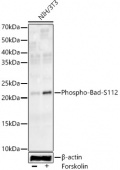 Phospho-Bad-S112 Rabbit mAb (AP1371)