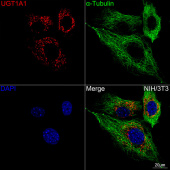 UGT1A1 Rabbit mAb (A22995)