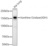 Xanthine Oxidase (XDH) Rabbit PolymAb® (A22647)