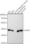 Wnt16 Rabbit mAb (A20899)