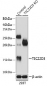 [KO Validated] TSC22D3 Rabbit pAb (A19911)